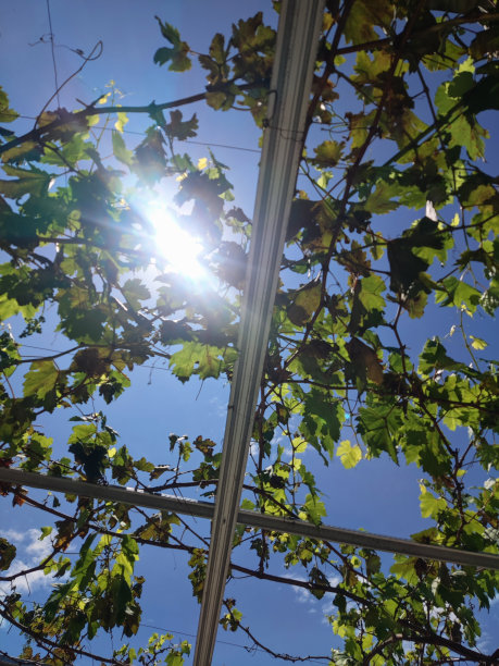 的葡萄树图片下载