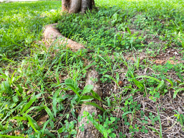 树根和绿草图片下载