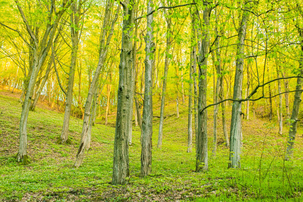 春天的森林。可持续性。保护自然。图片下载
