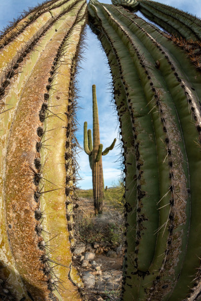 景观的石头沙漠，照片的仙人掌与鱼眼镜头，巨型仙人掌仙人掌仙人掌(Carnegiea gigantea)，亚利桑那州图片下载