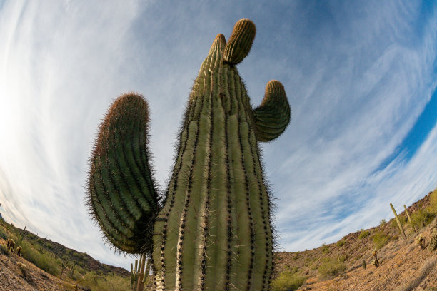 景观的石头沙漠，照片的仙人掌与鱼眼镜头，巨型仙人掌仙人掌仙人掌(Carnegiea gigantea)，亚利桑那州图片下载