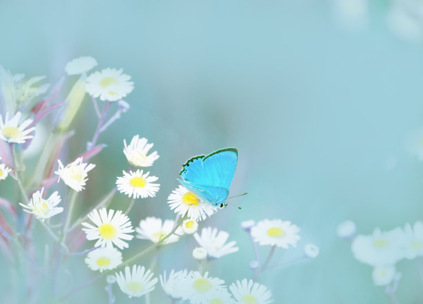 艺术照片柔和，精致的蓝色调。一只蓝色的小蝴蝶站在精致的玫瑰花上。艺术照片图片下载