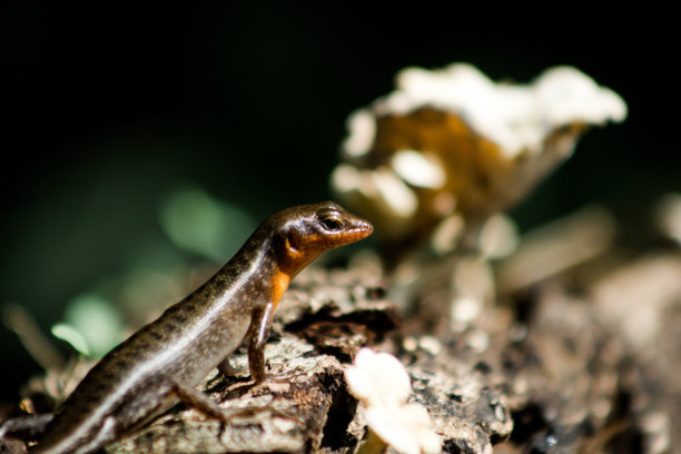 Carlia nigrauris图片下载