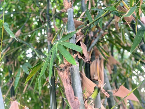 一棵竹子的照片，上面栖息着一只鸟。图片下载
