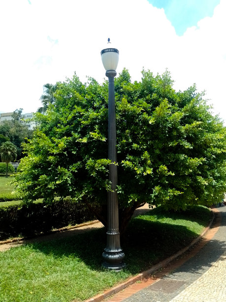 灯杆和树木图片下载