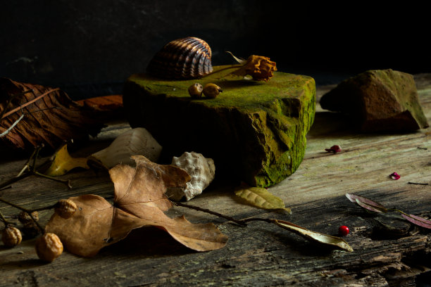 海洋静物与贝壳，珊瑚，木瓜，鳄梨，花瓣，种子。厨房或餐厅壁纸图片下载