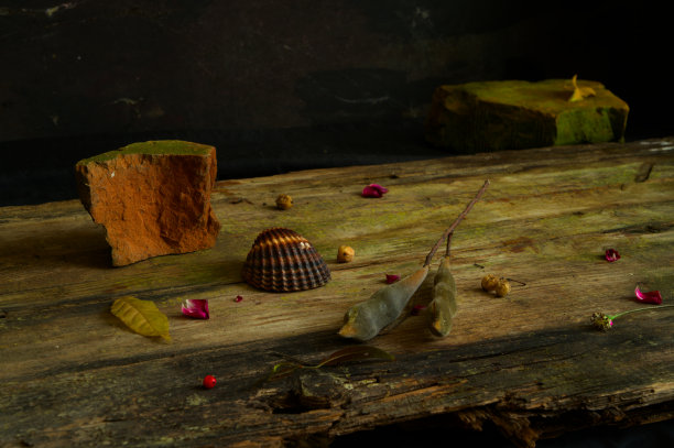 海洋静物与贝壳，珊瑚，木瓜，鳄梨，花瓣，种子。厨房或餐厅壁纸图片下载