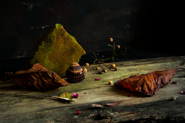 海洋静物与贝壳，珊瑚，木瓜，鳄梨，花瓣，种子。厨房或餐厅壁纸图片下载