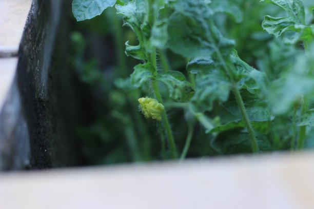 西瓜上的花图片下载