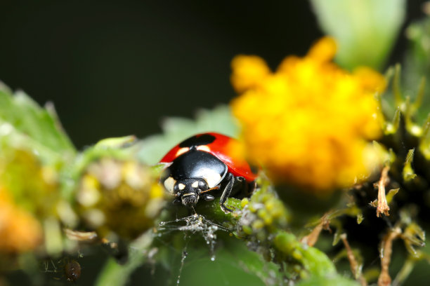 瓢虫在黄色开花植物上吃蚜虫(自然光和闪光灯，微距特写照片)图片下载