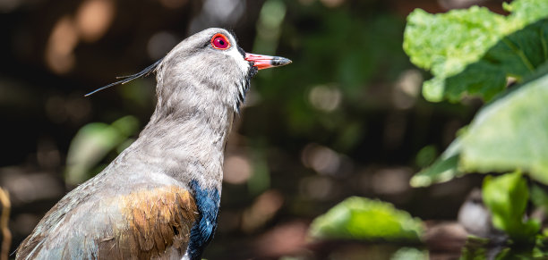 辣椒香草叶的特写照片。谁在抬头看。图片下载
