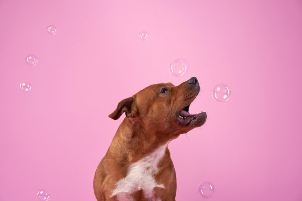 带有肥皂泡的斯塔福德郡斗牛梗。粉红色背景上的狗图片下载