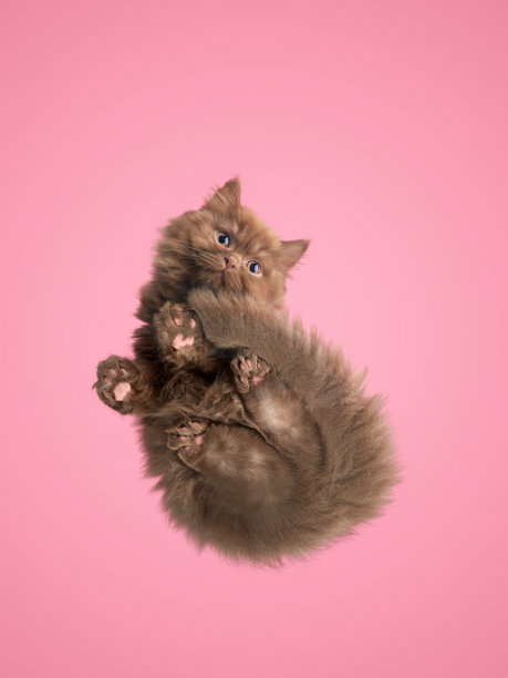 下面的小猫。宠物下面的照片。粉红色背景的英国猫图片下载