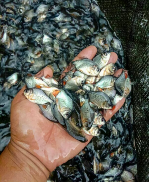 有人手里拿着新鲜的鱼图片下载