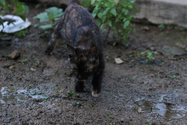 黑猫沿着泥坑边走图片下载