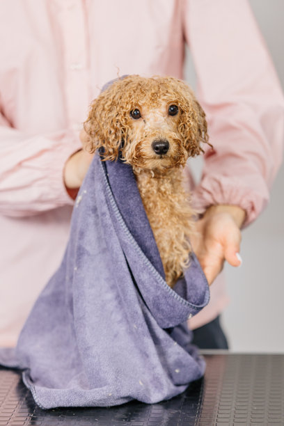 洗澡后，美容师或兽医用毛巾把狗擦干。宠物美容沙龙的动物水疗和卫生概念。动物护发及卫生用品。图片下载