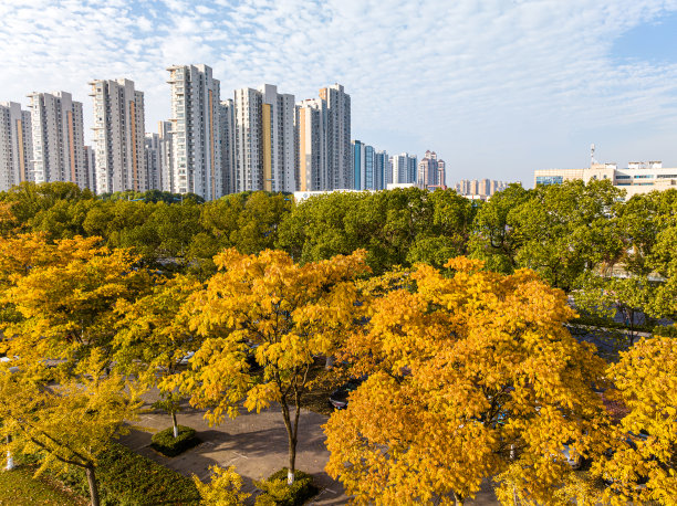 秋天城市公园的航拍照片图片下载