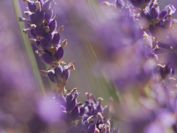 薰衣草花微距照片图片下载
