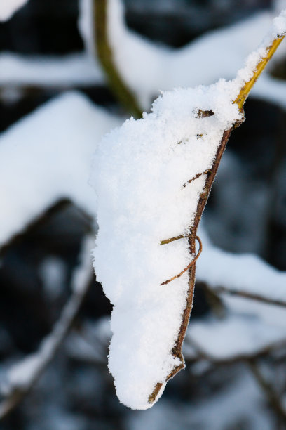 一张美丽的照片，树枝上的小手指似乎抓住了一把雪图片下载