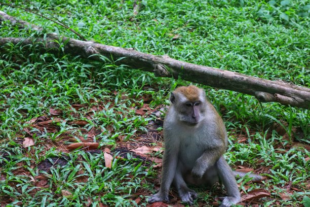 猴子图片下载