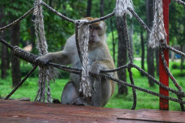 猴子图片下载