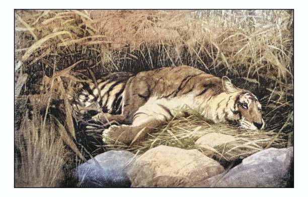 古色古香的绘画照片:老虎在休息图片下载
