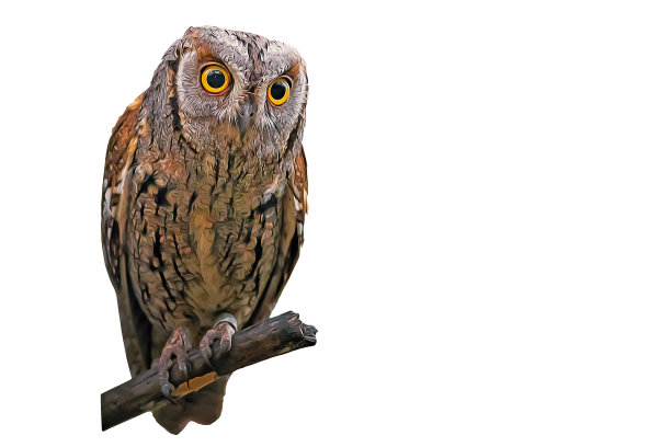 鸟。照片的鸟与油画效果应用。很棒的细节和色彩。孤立的形象。白色背景。注:不是人工智能生产。图片下载