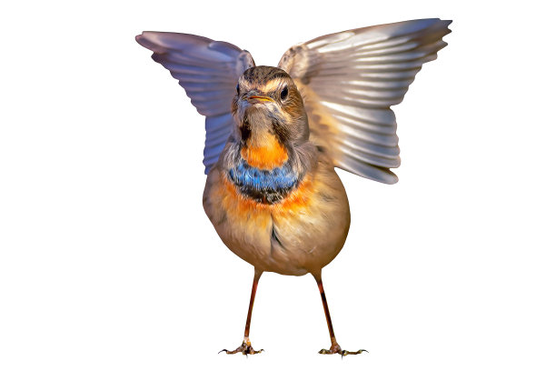 鸟。照片的鸟与油画效果应用。很棒的细节和色彩。孤立的形象。白色背景。注:不是人工智能生产。图片下载