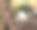 狗把头搁在一棵橄榄树的根上。可爱的金毛寻回犬。带宠物散步图片下载