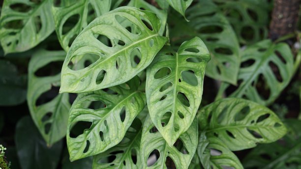 蓬莱蕉lechleriana。新鲜的怪物叶。装饰植物怪物。Monstera Adansonii或Monstera Monkey图片下载