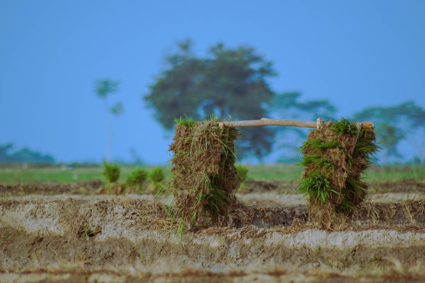 一堆要种的稻子图片下载