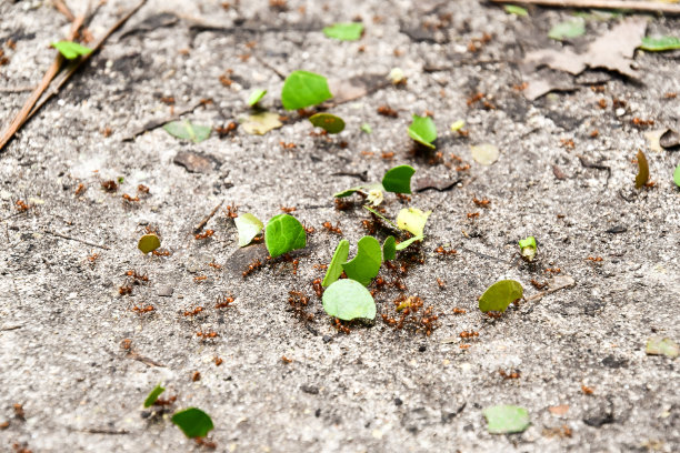 森林里的小路，照片作为背景图片下载