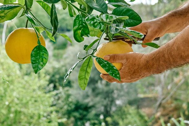 一名男子在柑橘果园里采摘成熟的黄色葡萄柚，将其从树枝上剪下来。图片下载