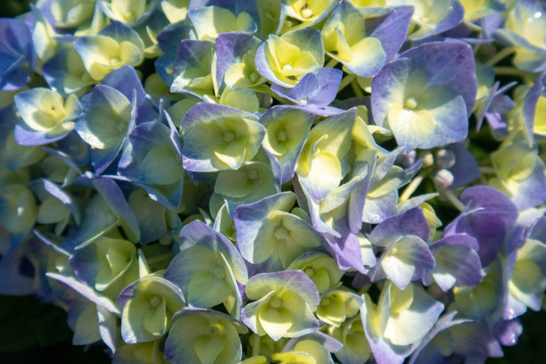 绣球花纹理特写，蓝色，黄色，背景。图片下载