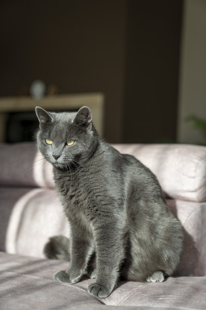 英国或俄罗斯蓝色短毛灰猫的迷人图片。这只猫黄色的眼睛和灰色的皮毛形成了鲜明的对比。图片下载