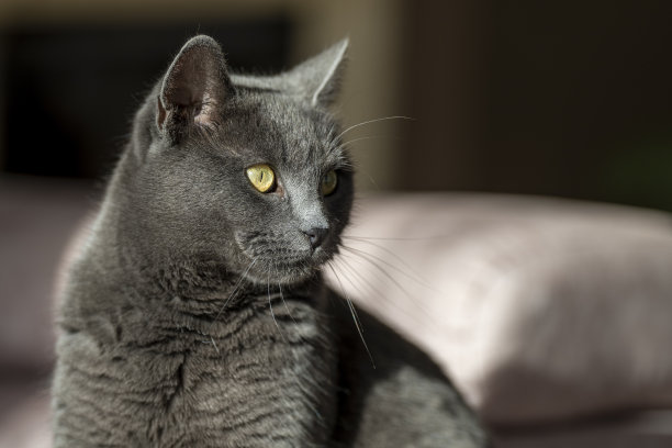 英国或俄罗斯蓝色短毛灰猫的迷人图片。这只猫黄色的眼睛和灰色的皮毛形成了鲜明的对比。图片下载