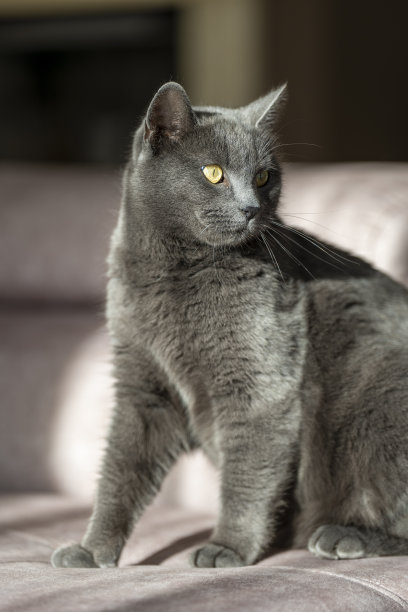 英国或俄罗斯蓝色短毛灰猫的迷人图片。这只猫黄色的眼睛和灰色的皮毛形成了鲜明的对比。图片下载