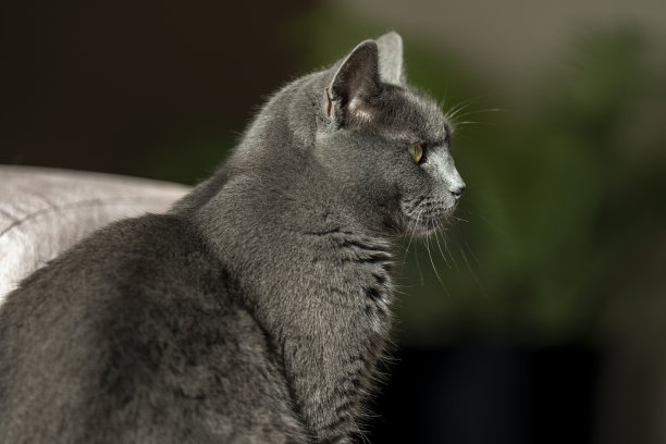 英国或俄罗斯蓝色短毛灰猫的迷人图片。这只猫黄色的眼睛和灰色的皮毛形成了鲜明的对比。图片下载