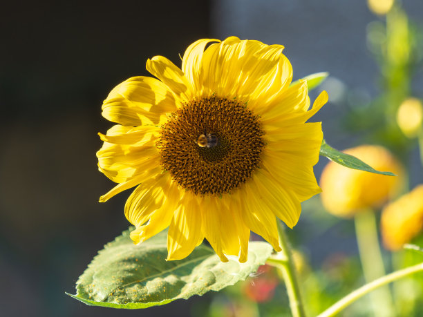 大黄蜂在向日葵上的特写，蜜蜂上的花粉，没有人，微距摄影图片下载