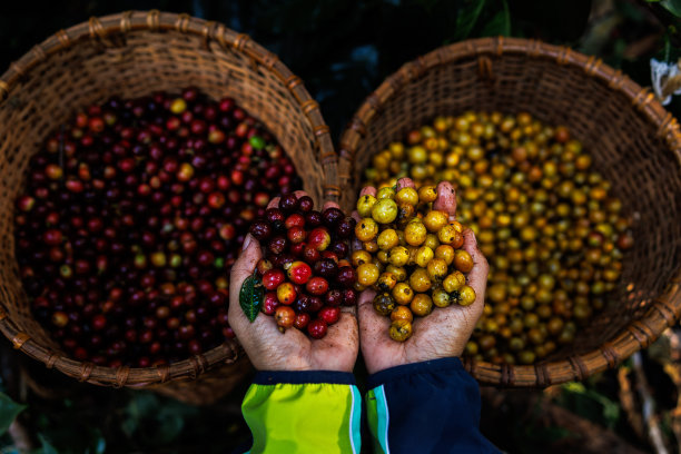 农民展示手里拿着红色和黄色的生咖啡豆和篮子里的咖啡背景，图片下载