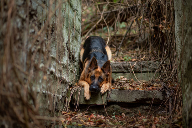 一只德国牧羊犬的肖像，站在一个古老的废弃楼梯上，楼梯上缠绕着野葡萄图片下载