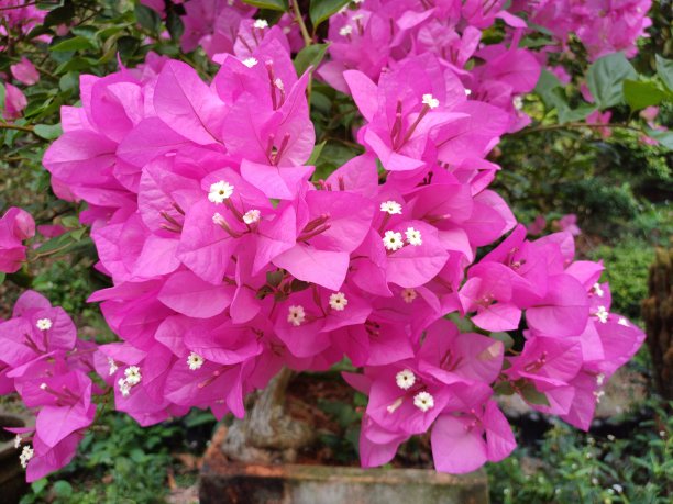 粉红色九重葛花和叶子的特写。美丽多彩的盛开与可爱的花丛生长在户外。图片下载