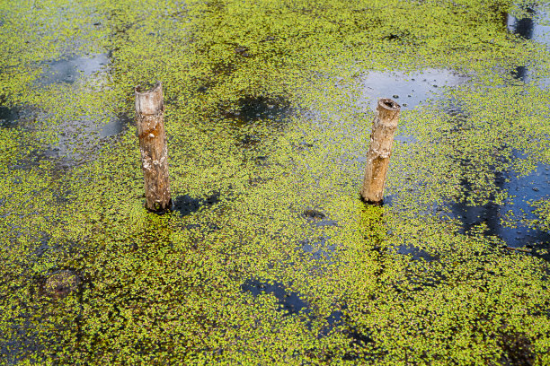 泰国清迈，椰子林种植园内，一根竹管测量沟渠里的水位。图片下载
