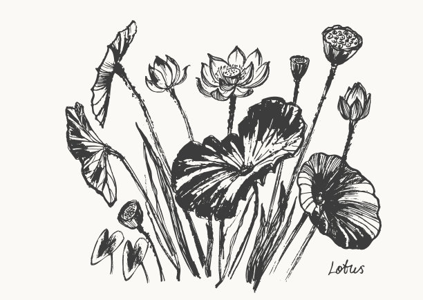 手绘水墨画荷花、花蕾、叶、枝图片下载