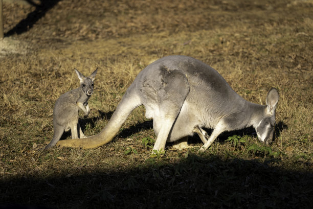 亲子袋鼠图片下载