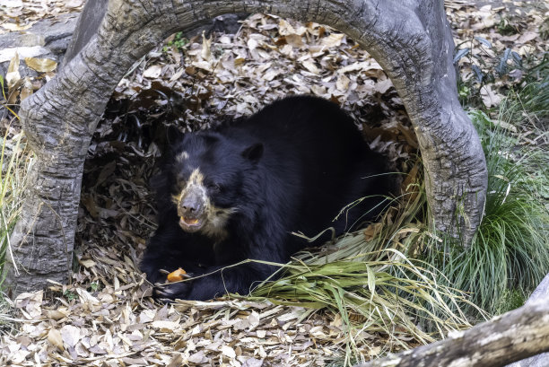 眼镜熊在吃东西图片下载
