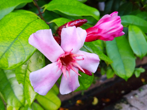 美丽的花图片下载