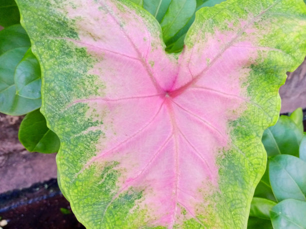 美丽的花图片下载