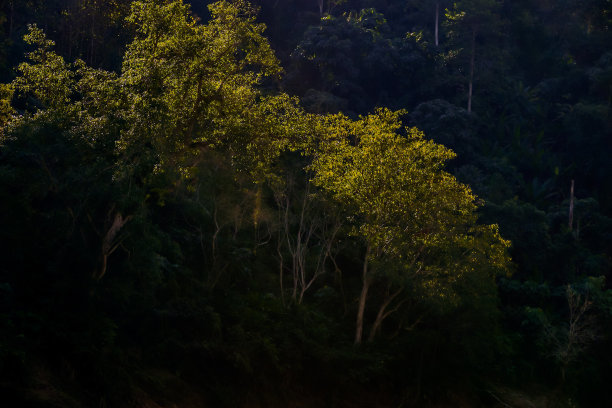 夜晚的森林，数码照片的画面作为背景图片下载