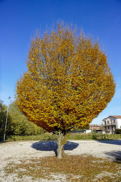 树在秋天，数码照片的图片作为背景图片下载